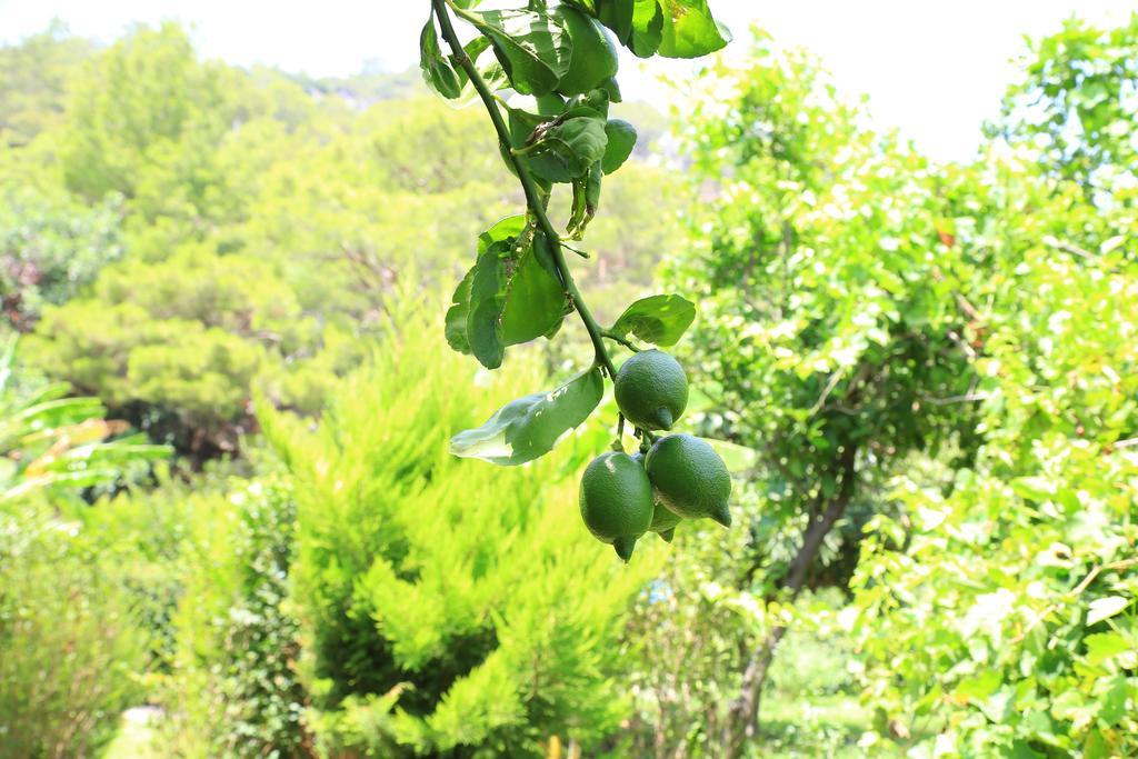 Cirali Irmak Hotel Esterno foto